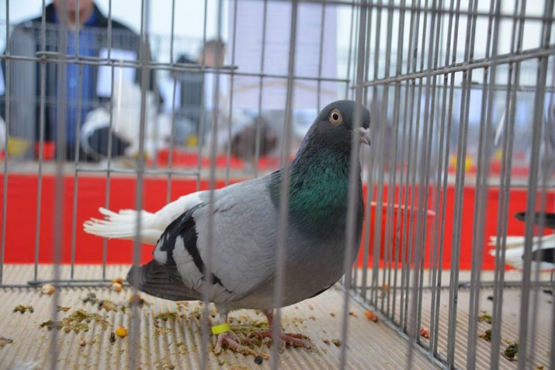 expoziție de porumbei, iepuri și găini de rasă la școala națională de gaz mediaș