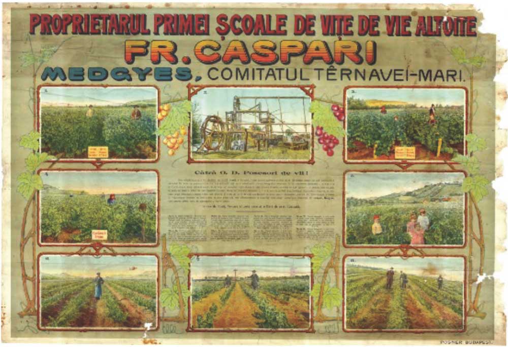 Trei zile de Weinfest la Mediaș - Cea mai mare sărbătoare a toamnei 2 trei zile de weinfest la mediaș - cea mai mare sărbătoare a toamnei