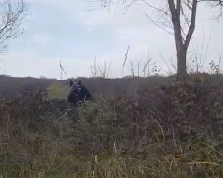 video - urs la plimbare în valea lungă