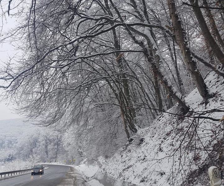 risc crescut de căderi de arbori pe șosea între daneș și sighișoara