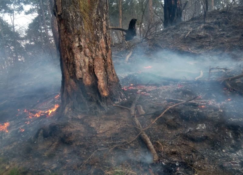 foto incendiu de pădure la mălâncrav – pompierii se luptă de 24 de ore să stingă flăcările