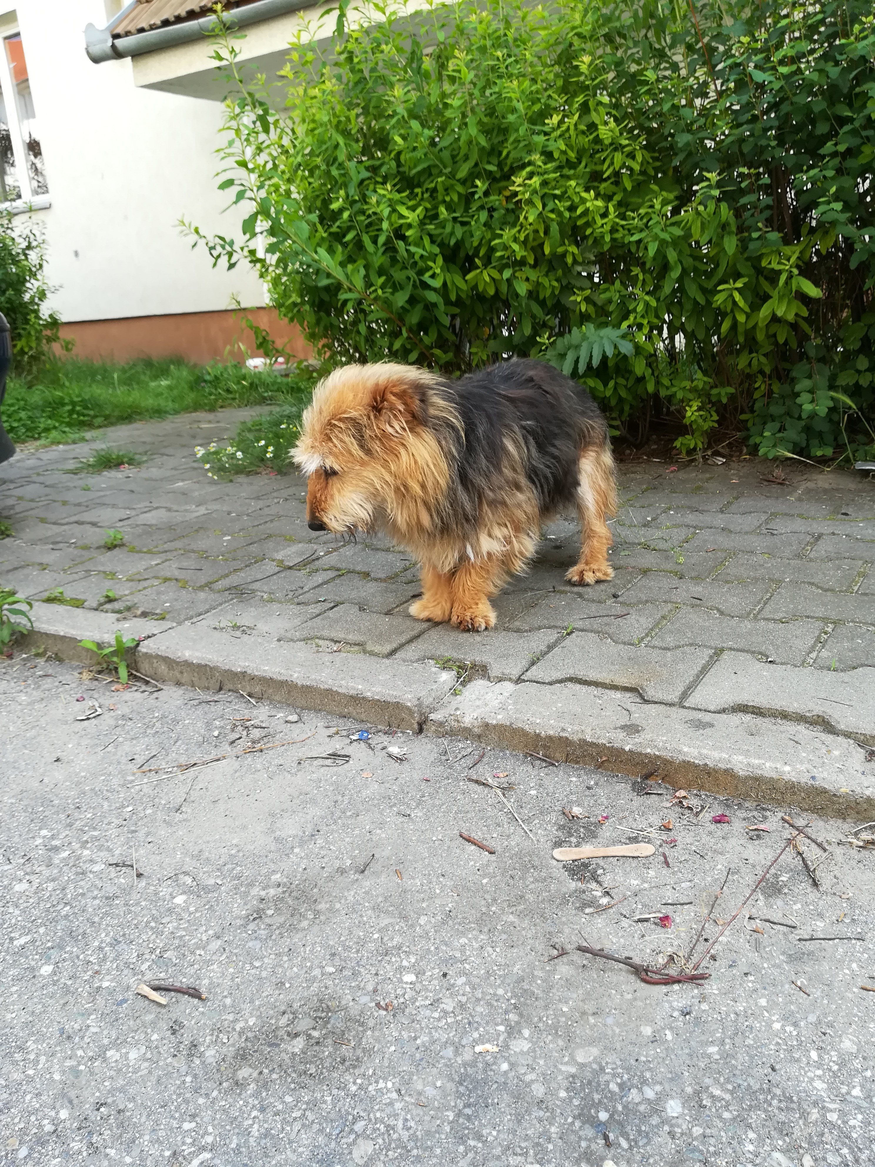 FOTO Copilă din Mediaș atacată de un maidanez - A fost mușcată de mâini, picioare și nas 6 foto copilă din mediaș atacată de un maidanez - a fost mușcată de mâini, picioare și nas