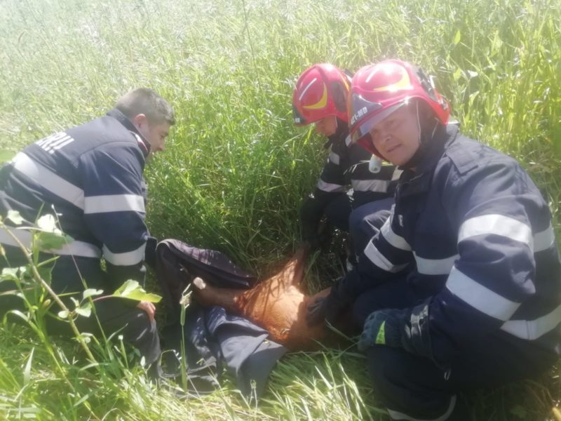 foto misiune de salvare. pompierii au scos o căprioară căzută în canal