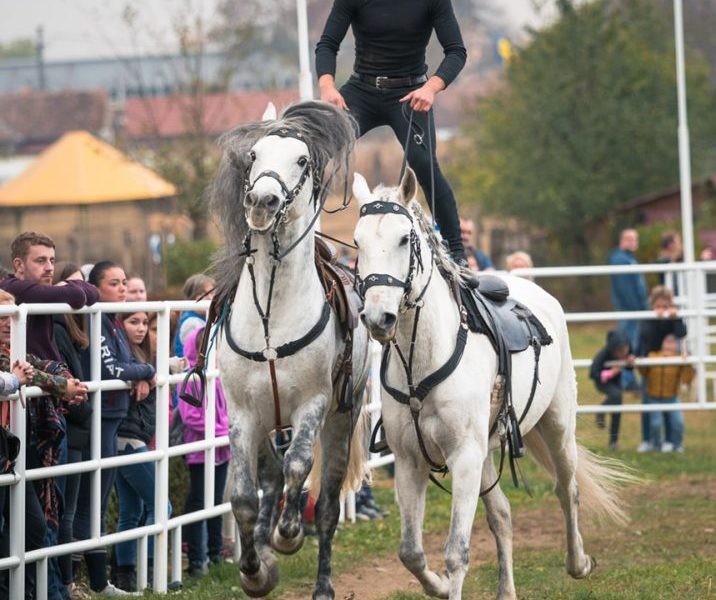 dracula horse festival – rezervă-ți un loc la festivalul ecvestru al toamnei