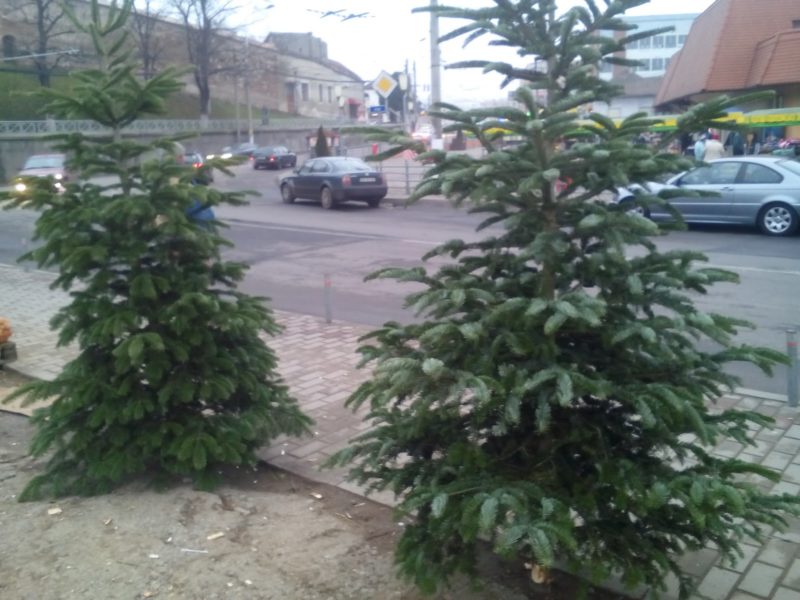 brazi de vânzare la mediaș. cât costă și unde se găsesc