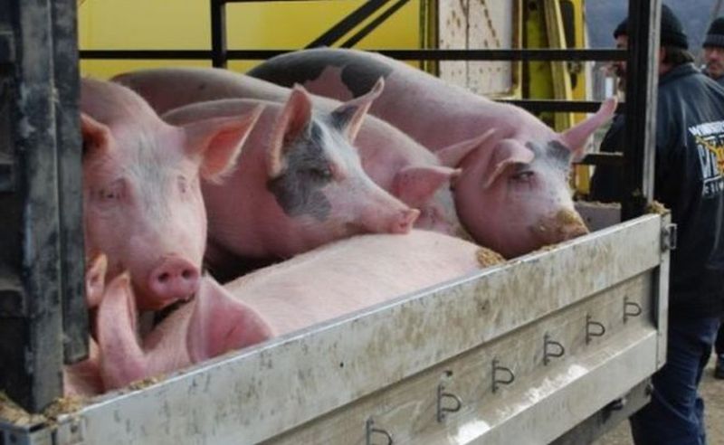 porci înghesuiți într-o autoutilitară pe dn7 la călimănești – șoferul nu avea acte de proveniență și de transport