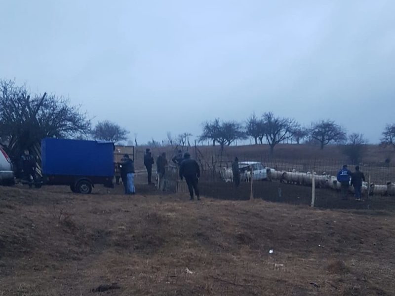 oi furate dintr-un saivan la cârțișoara - poliția i-a prins pe hoți