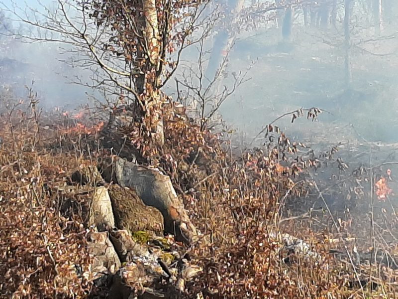 incendiu dumbraveni