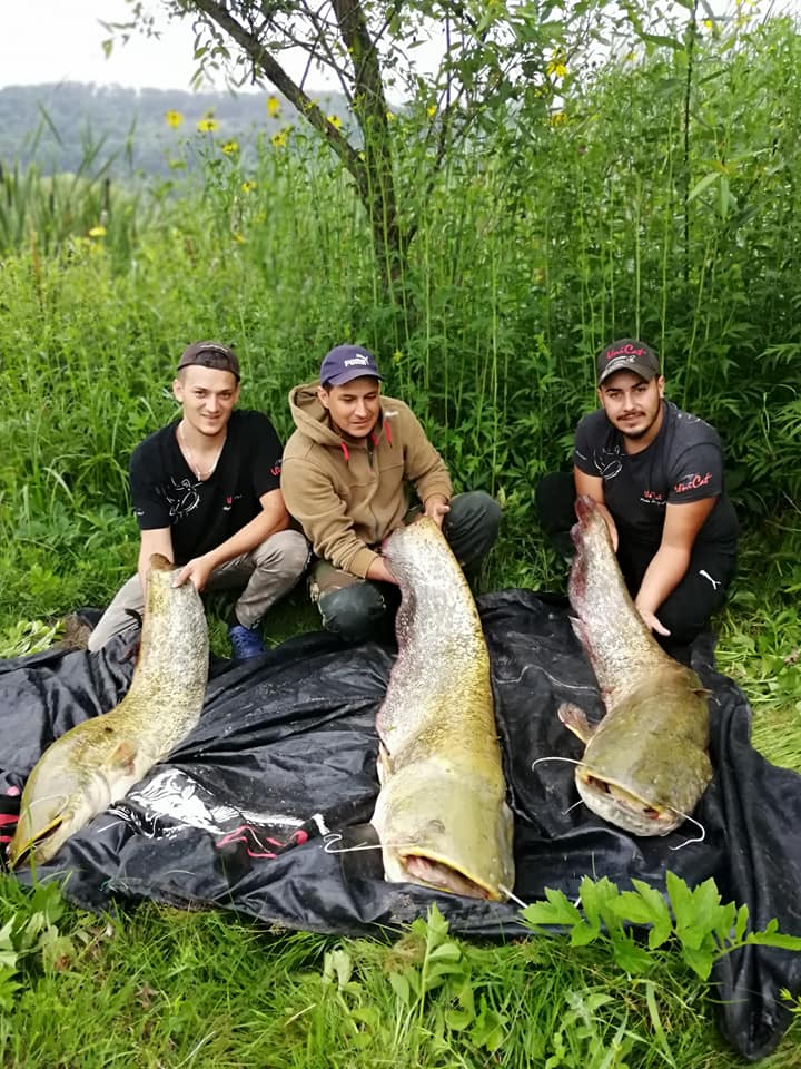 FOTO Trei somni uriași prinși de Delphin Team Mediaș pe Olt în weekend 2 foto trei somni uriași prinși de delphin team mediaș pe olt în weekend