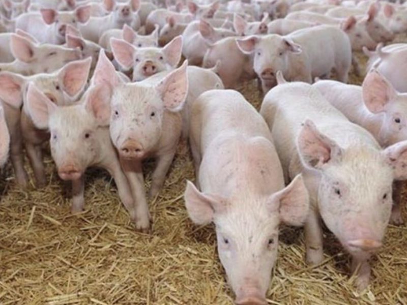 Alertă în România – Peste 60 de focare de pestă porcină activă