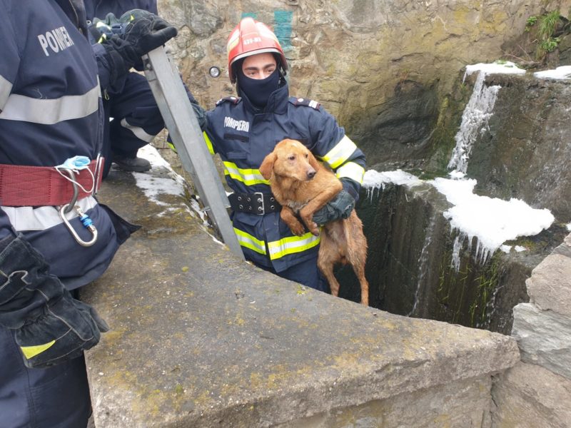 foto câine salvat de pompierii medieșeni după ce a căzut într-un canal
