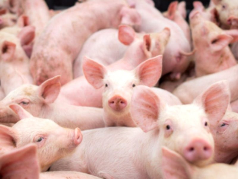 peste 400 de focare de pestă porcină africană în românia