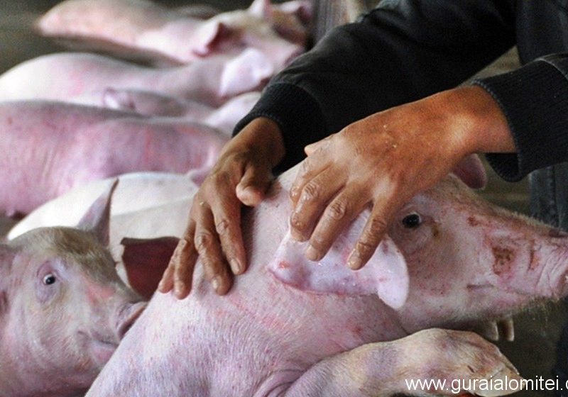 sunt peste 400 de focare de pestă porcină africane active în românia. două dintre ele în județul sibiu