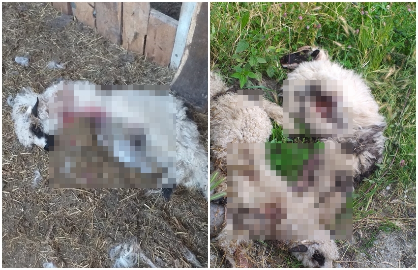 Oi ucise de câini într-un sat din județul Sibiu - Localnicii sunt disperați 3 oi ucise de câini într-un sat din județul sibiu - localnicii sunt disperați
