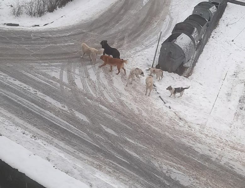 foto maidanezii, spaima copiilor din copșa mică - primăria: ”eforturile noastre nu țin pasul cu fluxul mare de câini noi apăruți”
