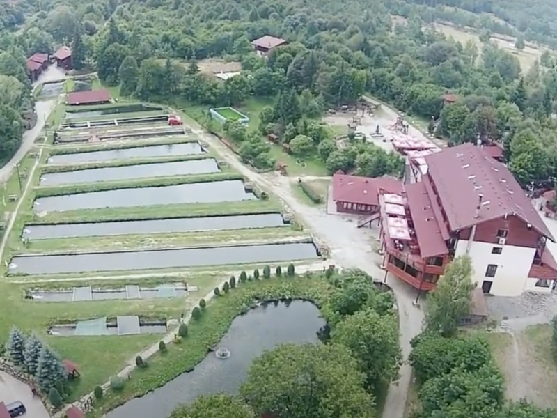 focar de septicemie hemoragică în județul sibiu - peștii din bazinele de la cârța arpașu de jos vor fi sacrificați