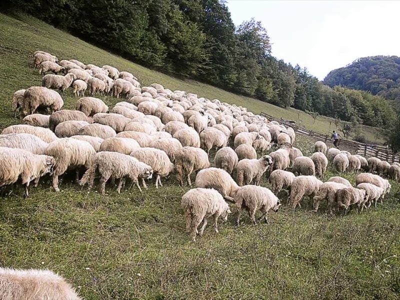 topul județelor cu cele mai multe oi în românia - sibiul este pe locul doi cu peste 500.000 de capete