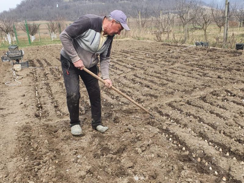 foto a început plantarea bulbilor de tuberoze la hoghilag
