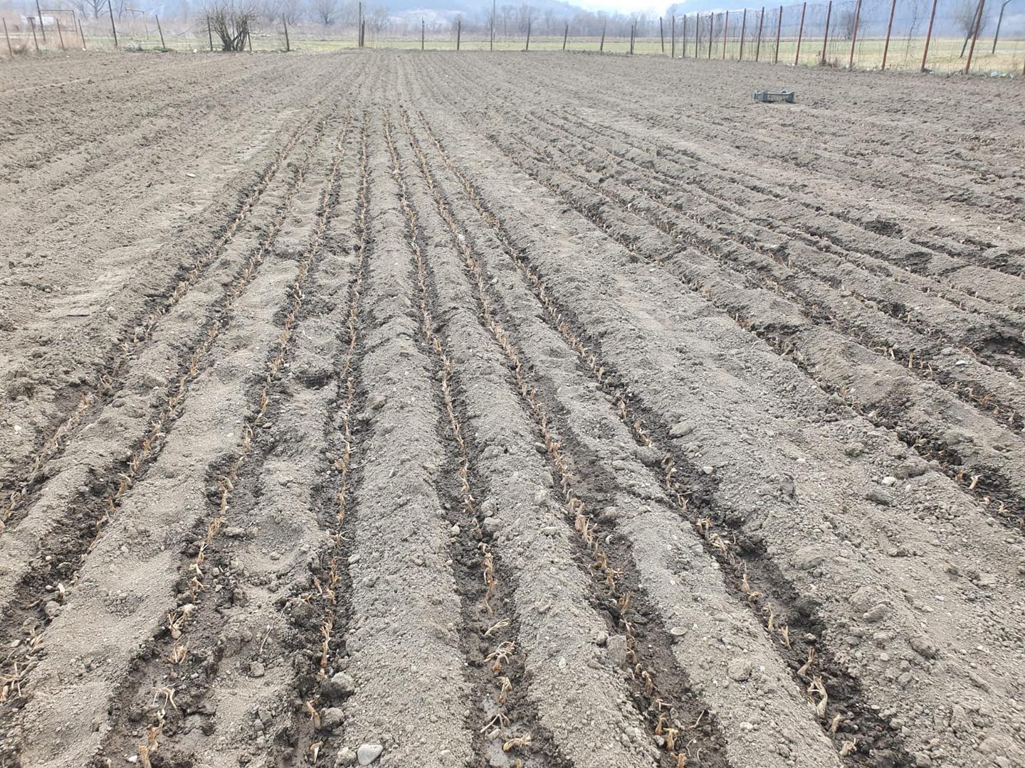 FOTO A început plantarea bulbilor de tuberoze la Hoghilag 2 foto a început plantarea bulbilor de tuberoze la hoghilag