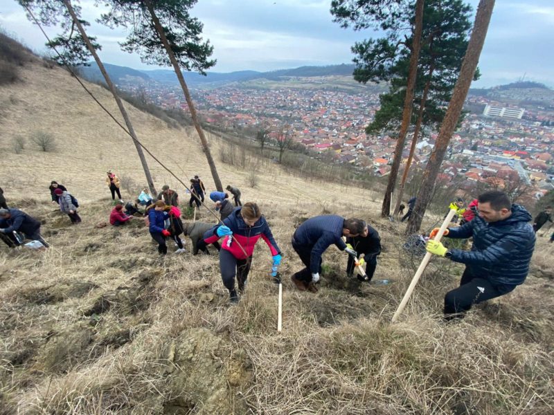 foto cinci sute de puieți plantați sâmbătă în cartierul moșnei