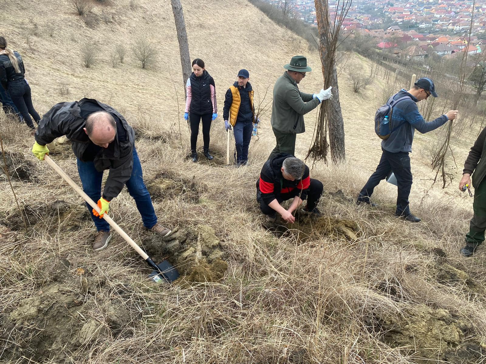FOTO Cinci sute de puieți plantați sâmbătă în cartierul Moșnei 3 foto cinci sute de puieți plantați sâmbătă în cartierul moșnei