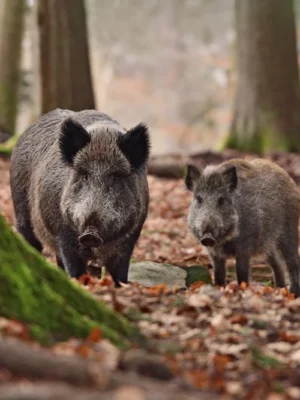 Focar de pestă porcină în județul Sibiu – Unsprezece localități afectate