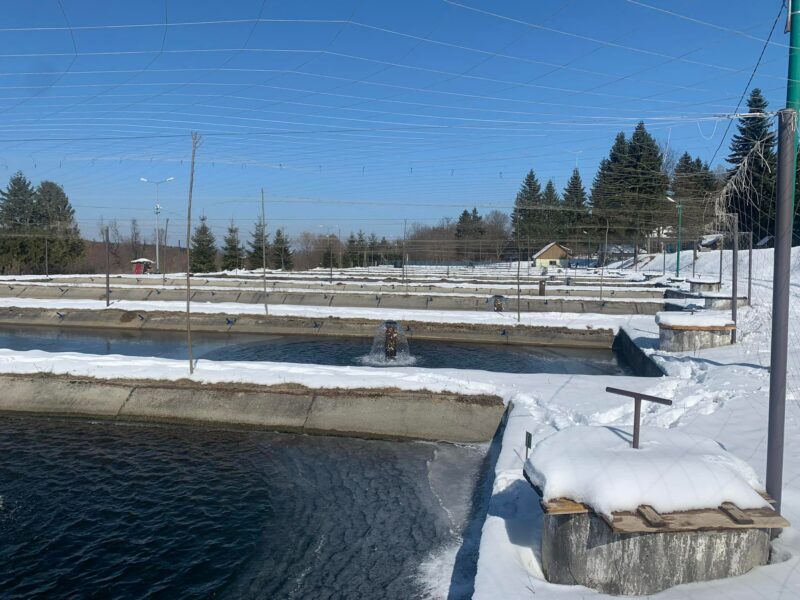 focar de septicemie la păstrăvăria laita din cârțișoara - bazinele vor fi golite, iar peștii vor fi uciși