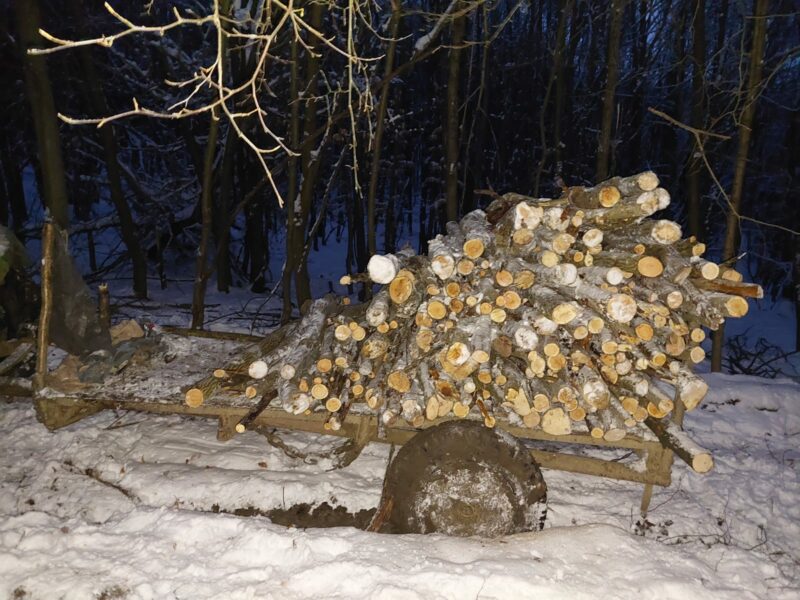 foto scutul pădurii în acțiune - șapte persoane cercetale ilegal pentru tăiat ilegal de lemne