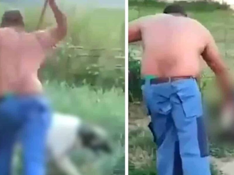 video sibian reținut pentru acte de violență împotriva animalelor