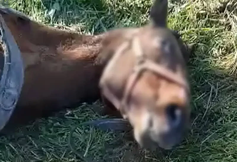 video cal epuizat de muncă, abandonat pe un câmp în mediaș - proprietarul s-a ales cu dosar penal pentru schingiuire