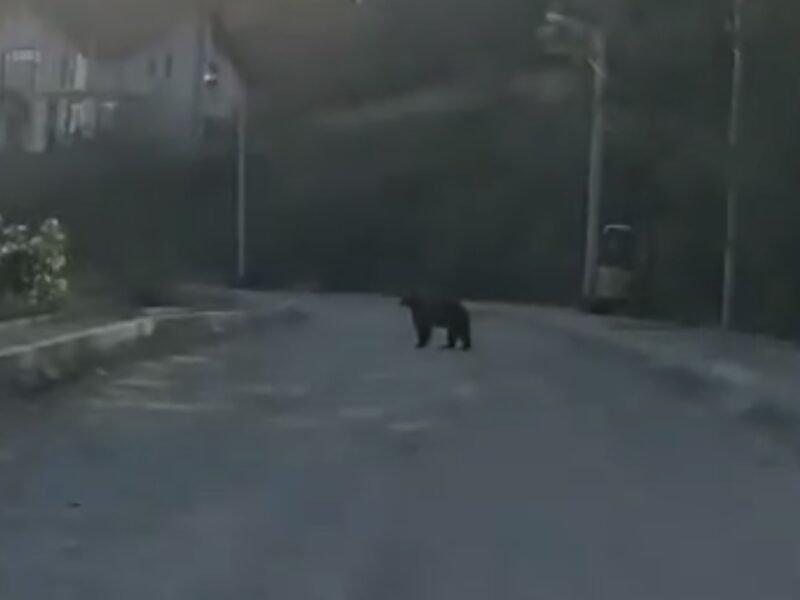 alertă la mediaș. a fost semnalată prezența unui urs pe strada ighișului – "rămâneți în locuințe" (video)