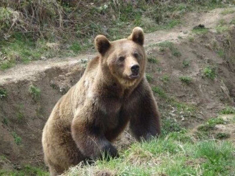 alertă la axente sever. a fost semnalată prezența unui urs
