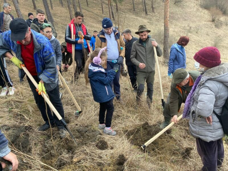 mediașenii plantează 1.000 de puieți de salcâm în zona cartierului moșnei