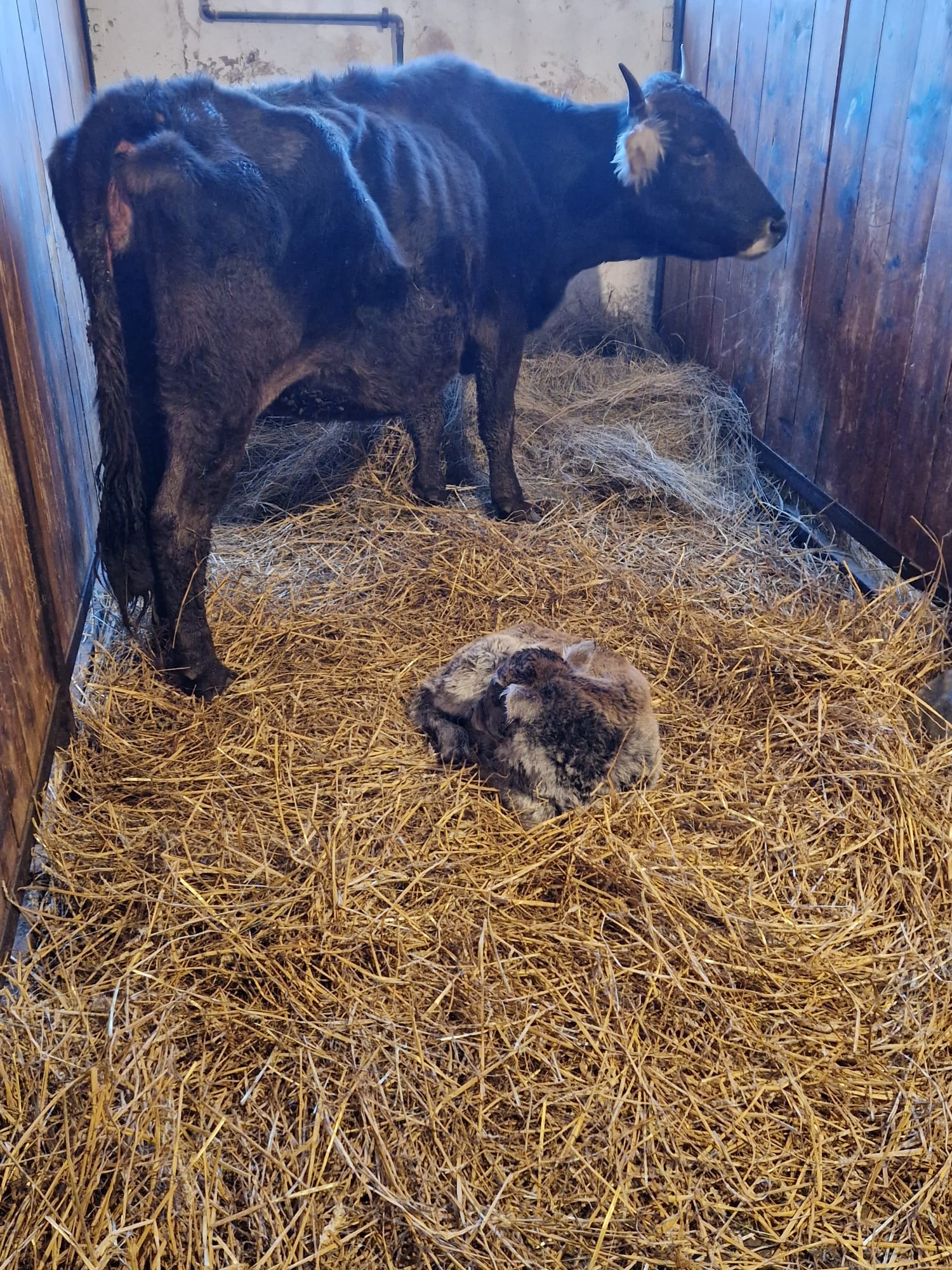 Viţică din rasa Mocăniţa, noua vedetă la grădina zoologică din Târgu Mureş (foto, video) 3 viţică din rasa mocăniţa, noua vedetă la grădina zoologică din târgu mureş (foto, video)