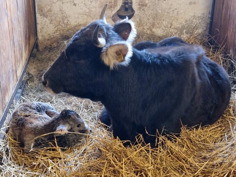 viţică din rasa mocăniţa, noua vedetă la grădina zoologică din târgu mureş (foto, video)