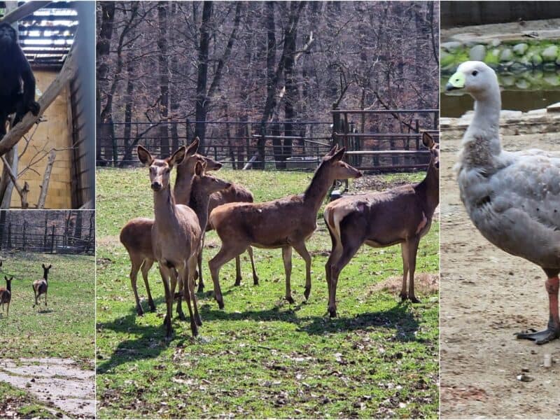 grădina zoologică din mureș a trecut la programul de vară. ”avem 35 de animale noi”