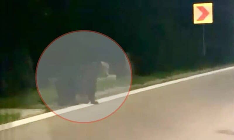 urs surprins pe dn7 între sibiu și râmnicu vâlcea