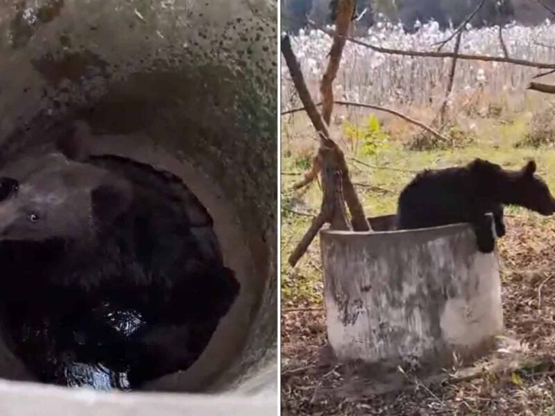 pui de urs recuperat dintr-un canal la moșna, ajutat să iasă cu un lemn (video)