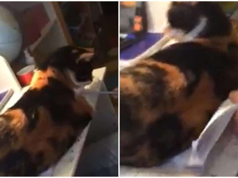 pisici intoxicate transportate de urgență la spital, aveau pupilele dilatate.