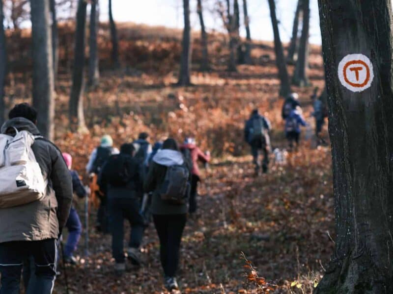 explorare pe via transilvanica, degustare de produse locale și concert de orgă în bazna