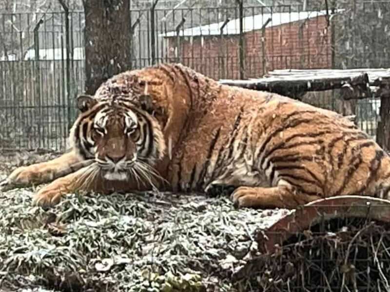 angajat atacat mortal de un tigru la zoo pitești. intervenția a fost inutilă (video)