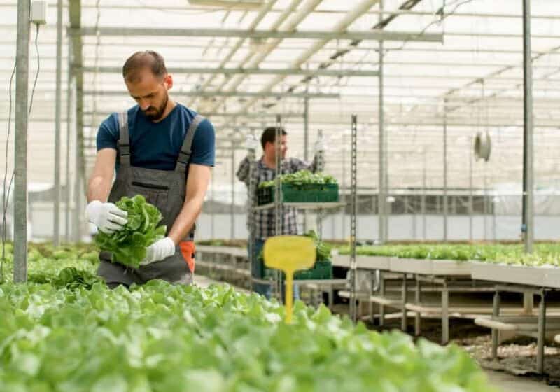fermierii pot accesa până la 200.000 de euro prin programul prima seră.