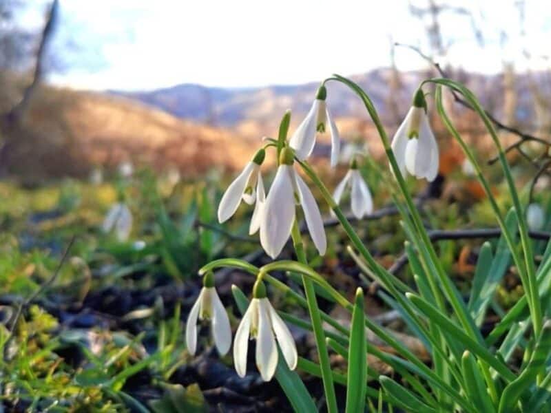 primăvară în mijlocul iernii: prognoza meteo pentru februarie