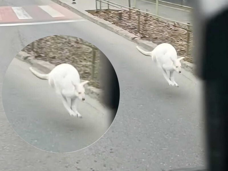 cangur alb surprins alergând printre mașini în bucurești, după ce a scăpat din curtea unui interlop cunoscut (video)