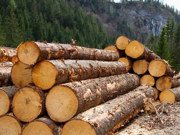 razie la brateiu: localnic prins cu salcâm tăiat ilegal