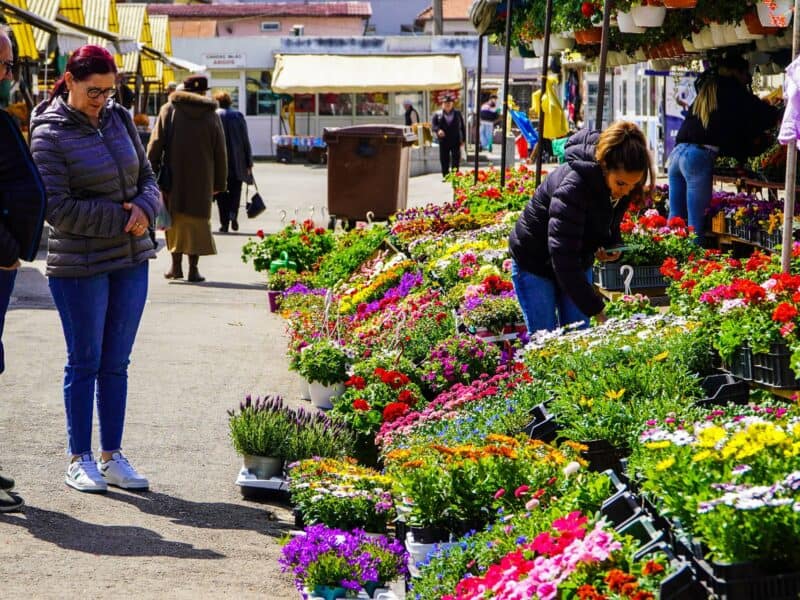 românii stabilesc noi recorduri în achiziția de flori de ziua femeii.
