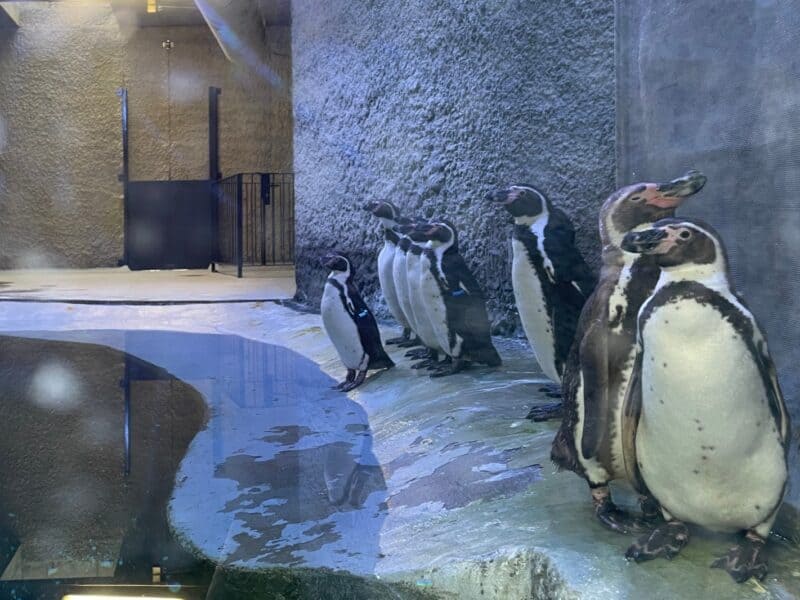 ziua mondială a pinguinului sărbătorită la singura grădină zoologică din românia care are pinguini
