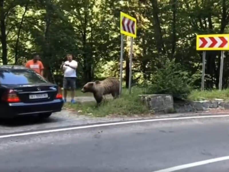 lege nouă cu amenzi mari pentru hrănirea sau apropierea de urși