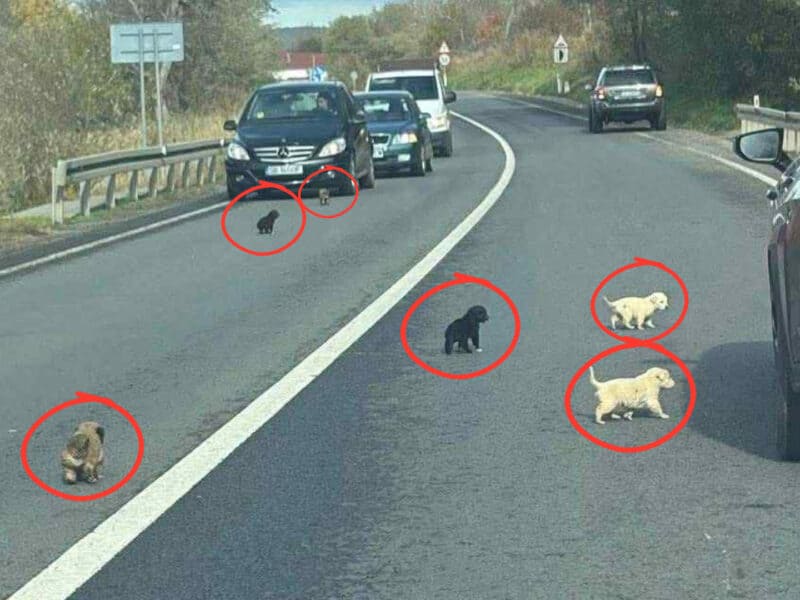 cruzime fără limite: 10 cățeluși abandonați pe dn14, salvați de o tânără cu suflet mare