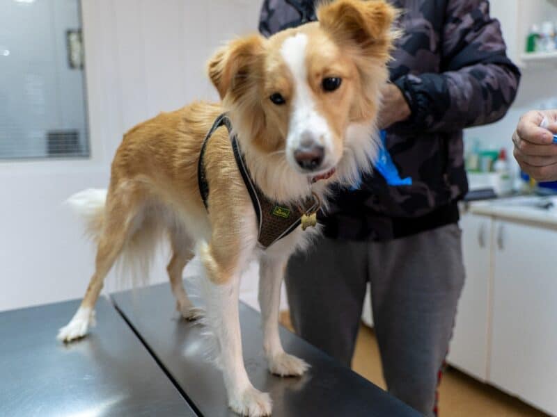 medieșenii au răspuns admirabil: sterilizările gratuite s-au epuizat rapid în cabinetele veterinare